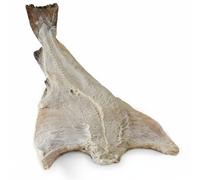 3 Kg | Baccalà NORVEGESE SECCO ALI BIANCHE SUPERIOR ( Gadus Morhua )