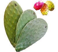 3 Pale fico d'india per talea gialla bianca rossa - Opuntia ficus indica