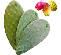 3 Pale fico d'india taglio per talea gialla bianca rossa Opuntia ficus indica