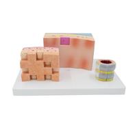 3 Parti Tridimensionale Modello Anatomico della Struttura della Trachea con Identificazione Digitale e Base Espositiva, Modello Anatomico della Trachea Umana per Ricerca Scientifica