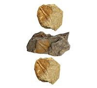 3 pezzi animali trilobiti per bambini gioielli da tavola collezionista trilobiti fossili strumenti didattici decorazione puntelli trilobiti campione collezione meteorite decorazione