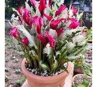 3 pezzi bulbi di cala resistenti - bulbi primavera resistenti all'inverno per balconi those de son bulbo alcatraces