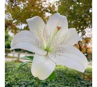 3 pezzi bulbi di liri resistenti - da giardino resistenti e perenni, lirio per giardino, in, piccolo per le donne,