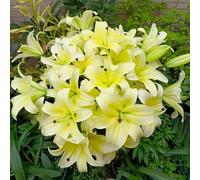 3 pezzi bulbi di lirie di - in resistenti, decorazione del prato di lirio del balcone giardino resistenti,