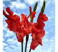 3 pezzi bulbi gladioli resistenti perenni - giardino primavera, Resistente al suolo per giardino, bulbi di son perenni