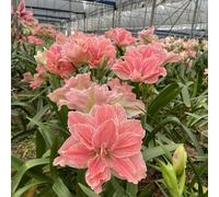 3 pezzi bulbo amarilis - Los bulbos de son perennes, resistenti, bulbos de amarilis perennes resistenti, decorazione giardino