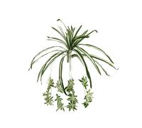 3 pezzi - Pianta Artificiale EUROPALMS Spider 60cm - Realistica e Facile da Mode