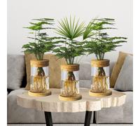 3 pezzi vasi di vetro decorativi per propagazione per ufficio scrivania