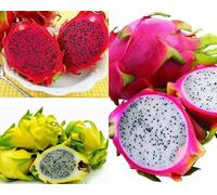 3 PIANTA DI PITAYA VARIETA' GIALLA,ROSSA,BIANCA 30-40 CM, FRUTTO DEL DRAGO,AUTOFERTILI JINDU N1,GUYUTE,GOLDEN YELLOW
