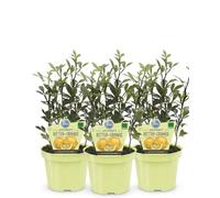3 PIANTE DI AGRUMI PONCIRUS TRIFOLIATA BIO SU VASO CM 12 MODIPITRE