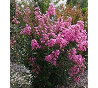 3 piante di Lagerstroemia indica rosa "Rosea" a cespuglio in vaso ø17 cm Vivaio di Castelletto