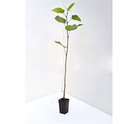 3 piante di Tiglio h 60/100 cm in vaso ø11 cm "Tilia Cordata" albero ornamentale per siepi e ombra, fioritura profumata che attira le api (pianta mellifera) Vivaio di Castelletto