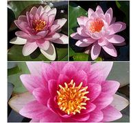 3 PIANTE IN VARIETA' PREGIATE NINFEA RUSTICA RESISTENTE LAGHETTO STAGNO TINOZZA PRONTE PER FIORIRE - ROSA