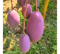 3 pz Semi di mango resistenti, semi di frutta fresca rialzata, albero bonsai Mangifera indica, Protezione svernante per piante, piante rare del giardino delle erbe degli alberi