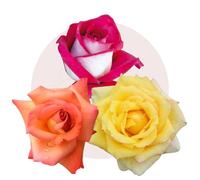 3 Rose Vive - Kit Sinfonia di Colori, 3 Rose Rifiorenti in Vaso Rose Barni®, Fiori Grandi e Profumati, Varietà Multicolor (Cod. 42351)