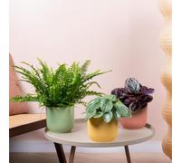 3 x Bundle di Piante da Interno Pet Friendly - Collezione di Felce di Boston, Peperomia Anguria e Calathea Surprise Star - Mix di Piante Naturali Pet Friendly di Piccole e Grandi Piante Reali.