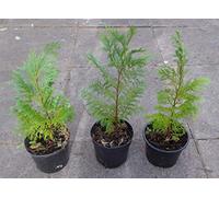 3 X Cypress Trees - Ideal for a Patio : Package Contains seeds