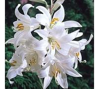 3 X Giglio Sant. Antonio - Lilium Candidum - Giglio della madonna - Giglio Profumato (3)
