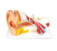 3 X ingrandimento 4 parti orecchio modello anatomico esterno medio orecchio interno modello per anatomia medica e fisiologia studio ricerca insegnamento display con base, allargato modello orecchio