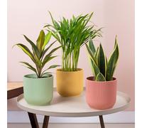 3 x Pacchetto di piante da interno facili da curare - Pianta Serpente, Palma Areca e Cordyline - Mix interno con Sansevieria Golden Flame, Cordyline Kiwi, Palma Farfalla, piante vere.