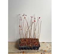 3 x PIANTA di BIANCOSPINO COMUNE 'CRATAEGUS MONOGYNA'