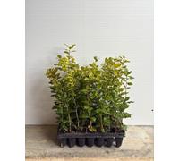 3 x PIANTA di LECCIO 'QUERCUS ILEX'