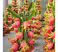 3 X PIANTA DI PITAYA ROSSA, 30-40 CM, FRUTTO DEL DRAGO,AUTOFERTILE VARIETA JINDU N1/GUYUTE