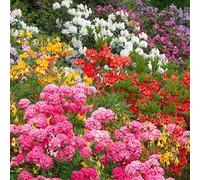 3 x rododendri misti, arbusti frondosi e colorati per il giardino in vaso.