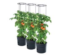 3 x vaso di pomodoro piante di pomodoro fioriera pellicola protettiva 28 L po...