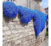 30.000 semi Timo blu strisciante, varietà perenne senza OGM, si diffonde lentamente come un "tappeto blu" naturale a causa della sua natura strisciante.