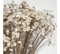 30/60/100/200 pezzi, steli di fiori secchi naturali, margherite brasiliane a stella piccole decorative, profumo di mini margherite e camomilla per decorazioni floreali per matrimoni, decorazioni per l