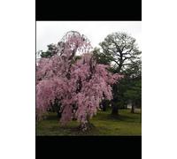 30-Day Wellness & Healthy Habits Guide: Simple Daily Practices for Mind, Body & Balance