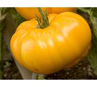 30 GIALLO BRANDYWINE POMODORO 2018 (tutti i non-OGM semi cimelio vegetali!)