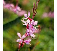 30 pezzi magnifici semi resistenti le vela - semi esotici del balcone balcone, tetto verde Las de jardín