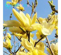 30 Pezzi Magnolia per le Belle Semi Giardino Luce Gialla
