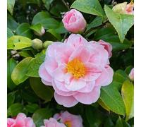 30 pezzi semi camelia - piccolo per donne, Decorazione giardino interno resistente all'esterno