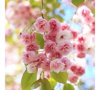 30 pezzi semi di cerezzo in - da balcone resistenti balcone letto elevato decorazioni giardino, semi esotici Giardiniere