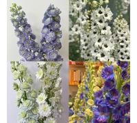 30 pezzi semi di delfinio resistenti perenni casa copertura del suolo, perenne resistente, giardino per uomini, semi prato di perenni,