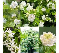 30 pezzi semi di giasmino - le scalatrici sono resistenti al balcone resistenti all'inverno per balconi, Le di giardino sono