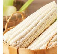 30 Pezzi Semi Di Mais Bianco Raro Raro Raccolto Di Cereali Non OGM Varietà Prolifica Riconosciuta Piantagione Pratica Personalmente Ottenere il Piacere Del Raccolto