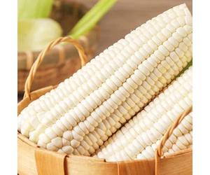 30 Pezzi Semi Di Mais Bianco Raro Raro Raccolto Di Cereali Non OGM Varietà Prolifica Riconosciuta Piantagione Pratica Personalmente Ottenere il Piacere Del Raccolto