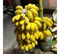 30 pezzi semi interni banana - semi per tetti verdi, perenni resistenti banana acquistare