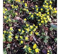 30 pz acquistare semi di winterling, tappezzanti resistenti balcone campo