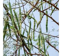 30 pz Semi di Moringa biologici, semi esotici degli alberi bonzai, Semi di albero, Moringa oleifera vecchie varietà, aiuola rialzata semi di alberi, regali da giardino per le donne