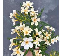 30 semi di adelfa - in resistenti, esotici resistenti, per l'esterno, dal balcone al giardino