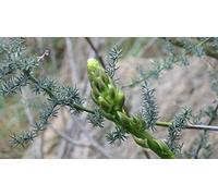 30 Semi di Asparagi Selvatici (Asparagus acutifolius) Verde