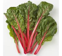 30 Semi di bietola da carda rabarbaro Rosso - SemiSelvaggio Permacultura