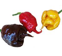 30 SEMI DI PEPERONCINO CAROLINA REAPER RED CHOCOLATE E YELLOW WORLD RECORD COME PIU' PICCANTE AL MONDO