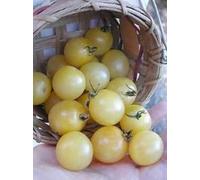 30 SEMI DI POMODORO CILIEGINO BIANCANEVE