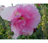 30 semi Medium Pink Hollyhock Seeds ONLY